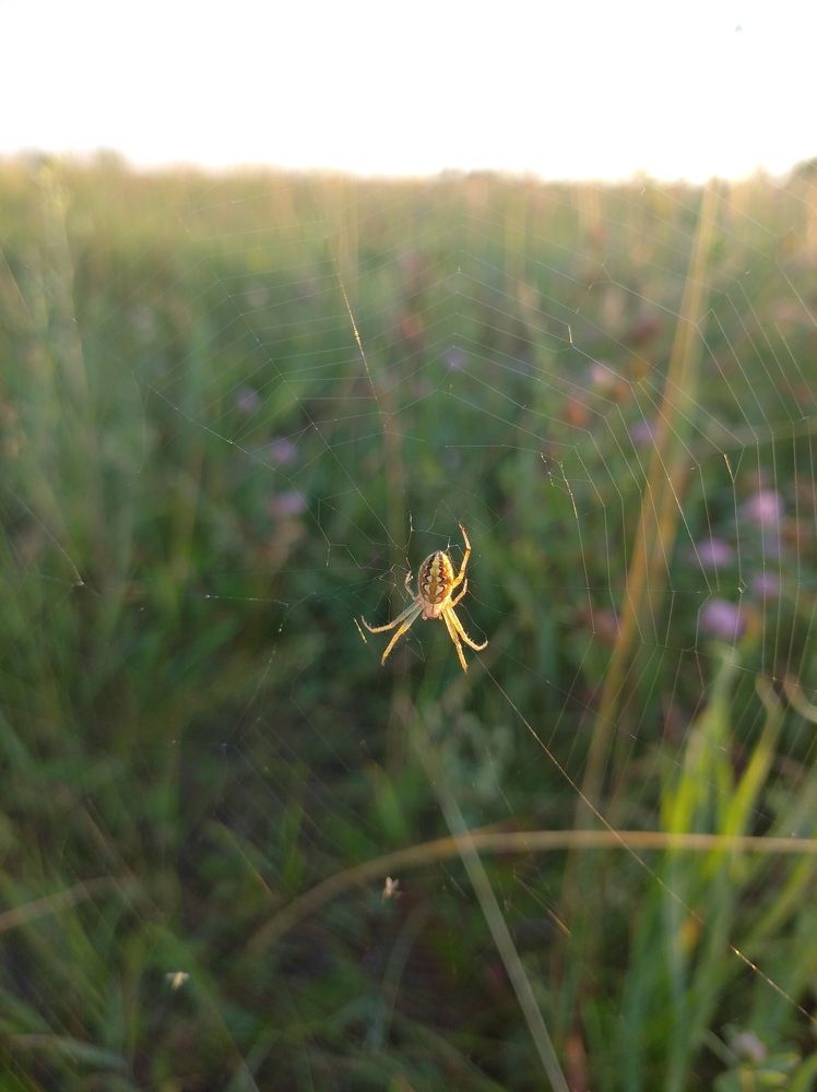 Photograph by Елена Коробченко