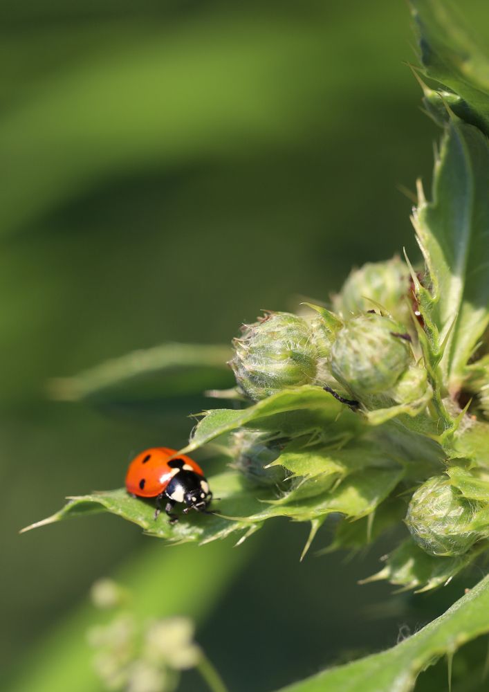 Photograph by Olga Oginskaya