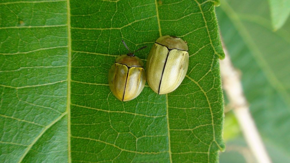 Photograph by Oscar Toyofuku