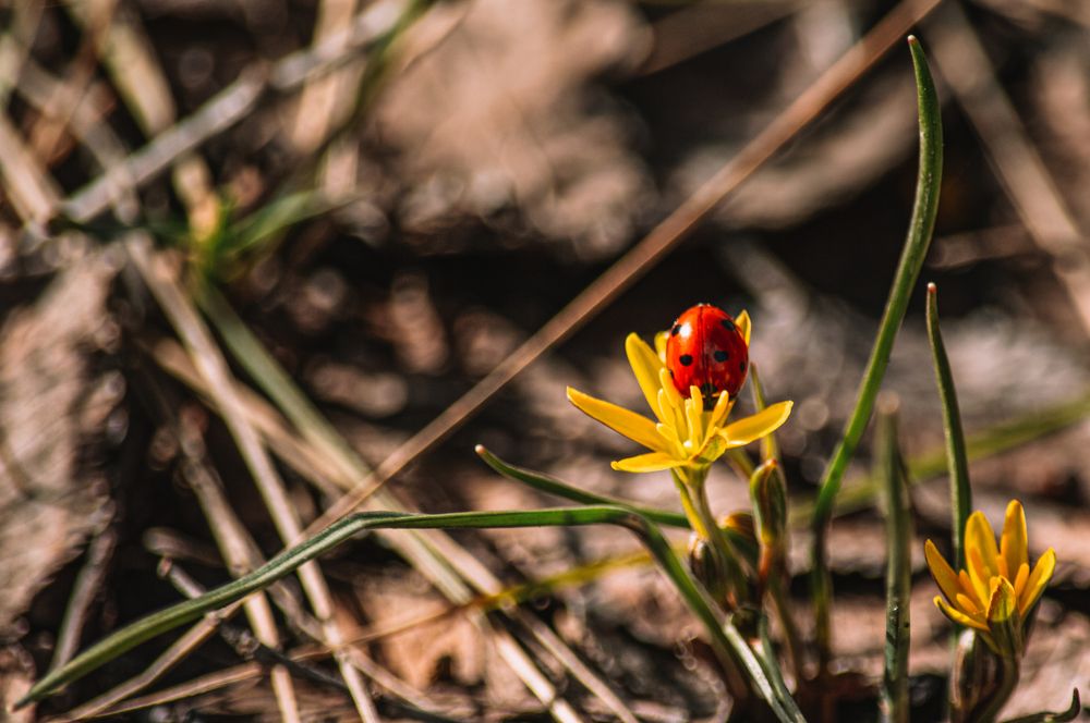 Photograph by Чебесов Олег