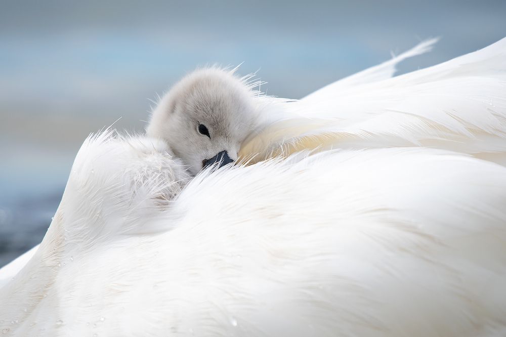 Photograph by Александр Абросимов