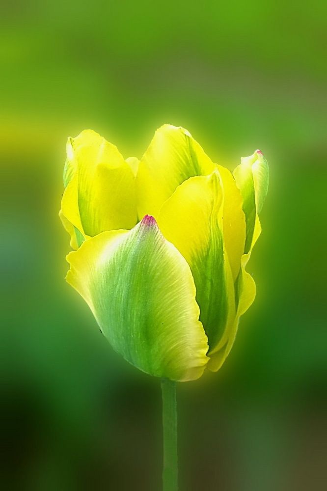 Чудеса весны