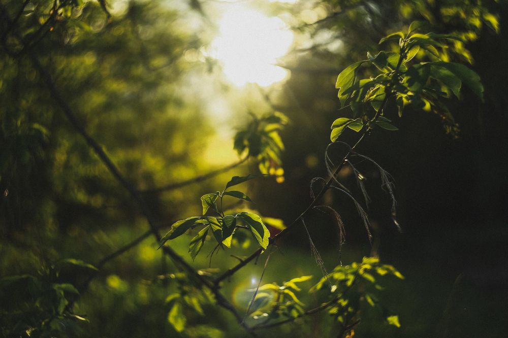 Photograph by Анастасия Исаичева