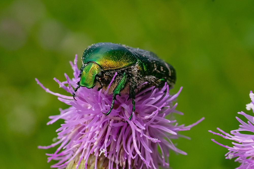 Фотография автора Николай Бологов