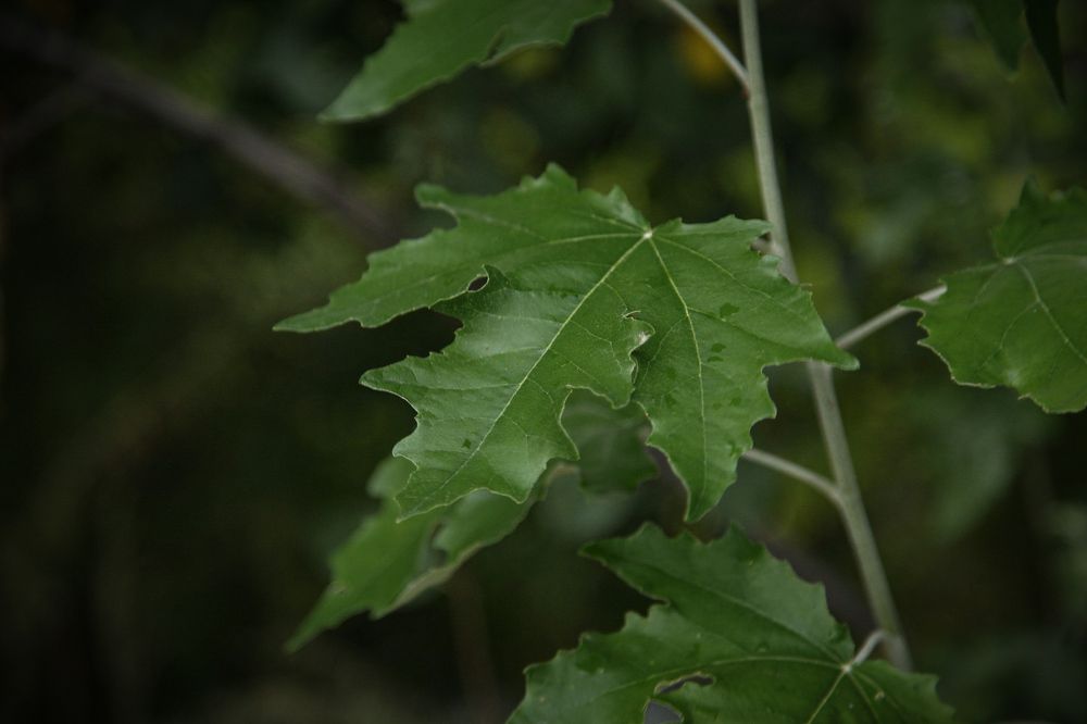 Фотография автора Ксения Лепина