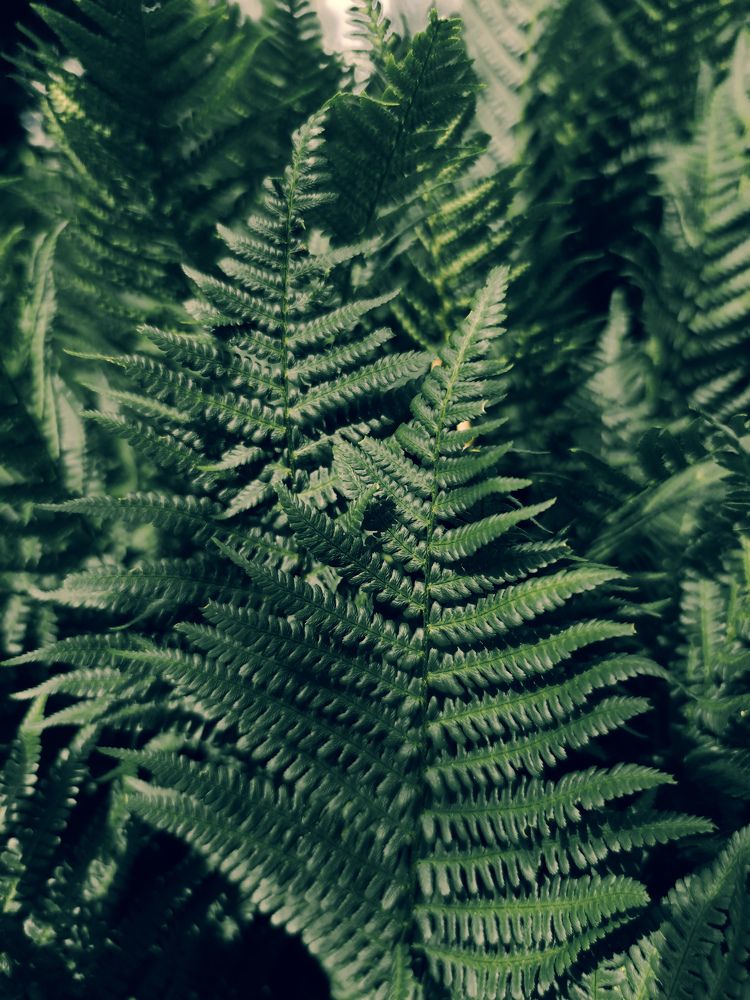 Фотография автора Наталья Силантьева