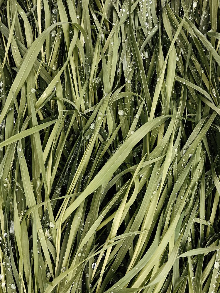 Photograph by Alena Vaganova