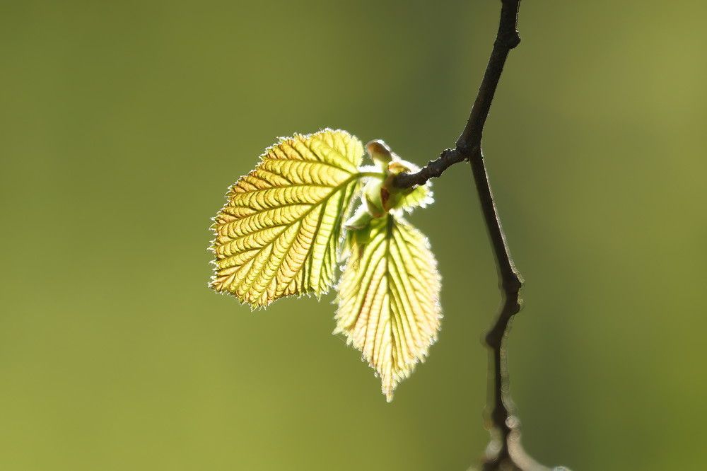Photograph by Алексей Курносов