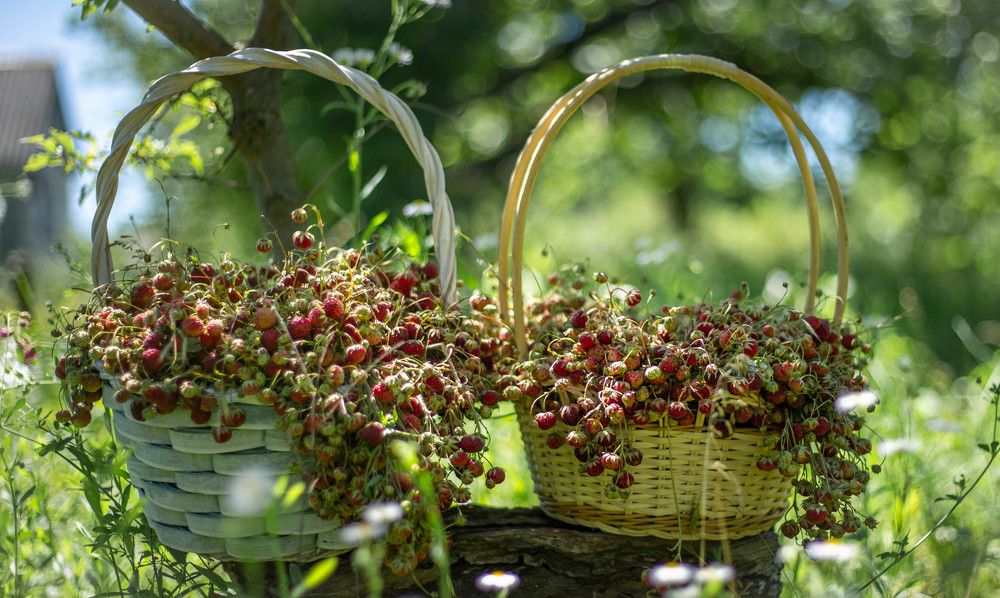 Photograph by Евгения Бочарова