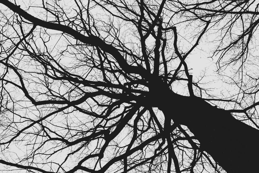 black tree