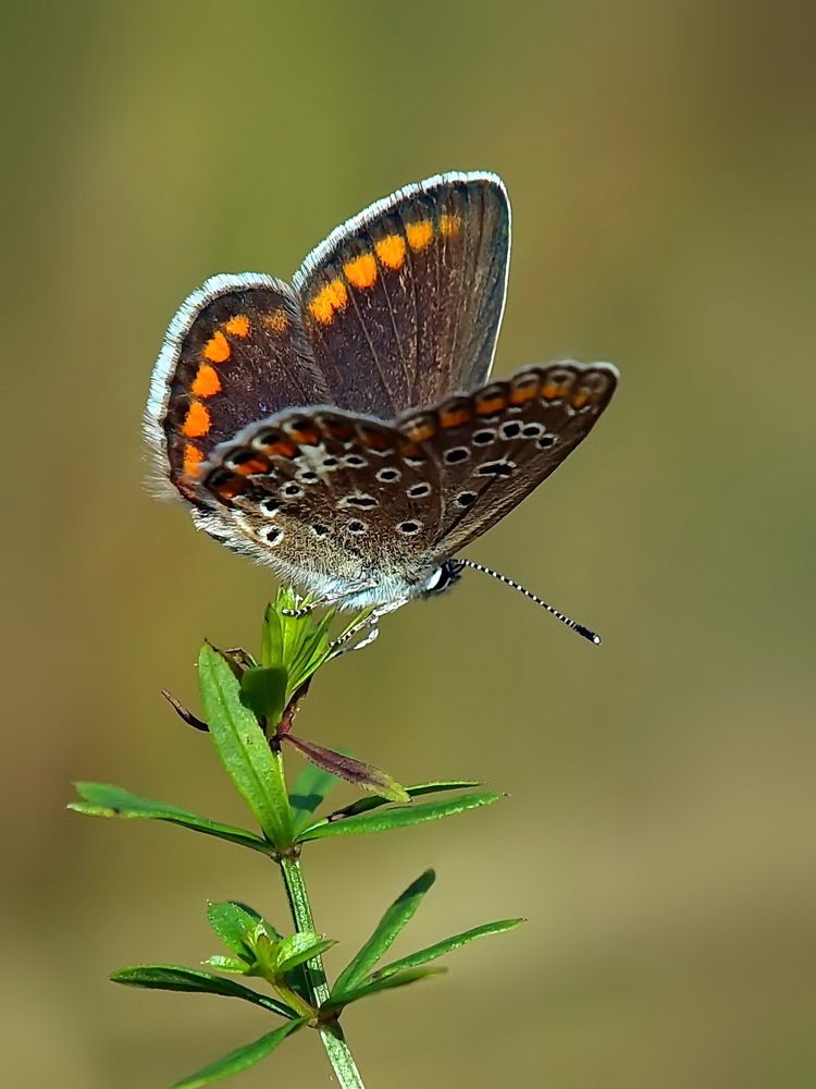 Photograph by Игорь Чеботарёв