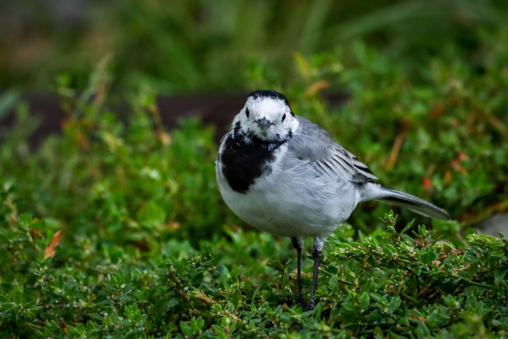 Photograph by Ирина Лисовец