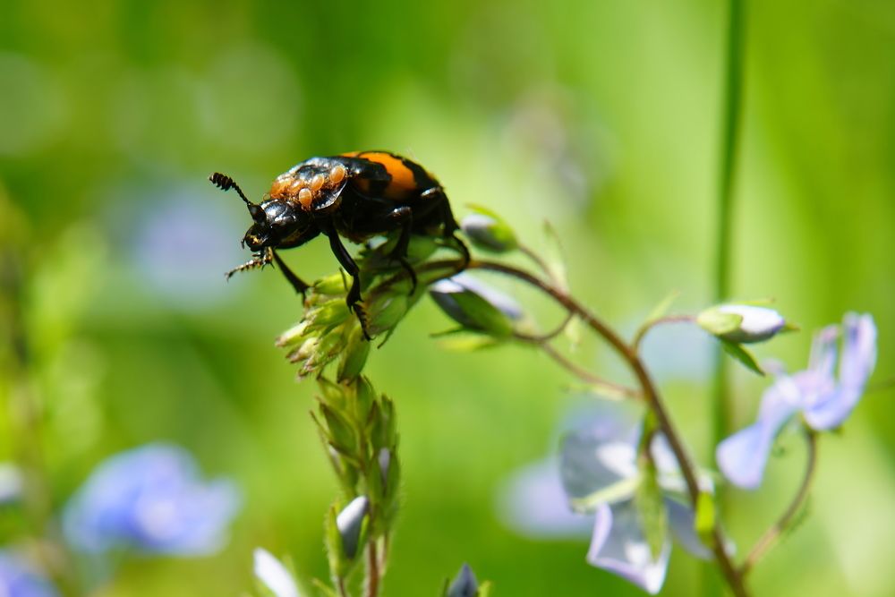 Photograph by Алексей Курносов