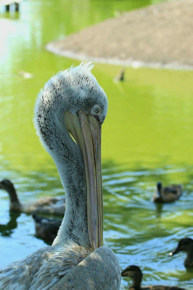 Photograph by Adelina Truhcheva