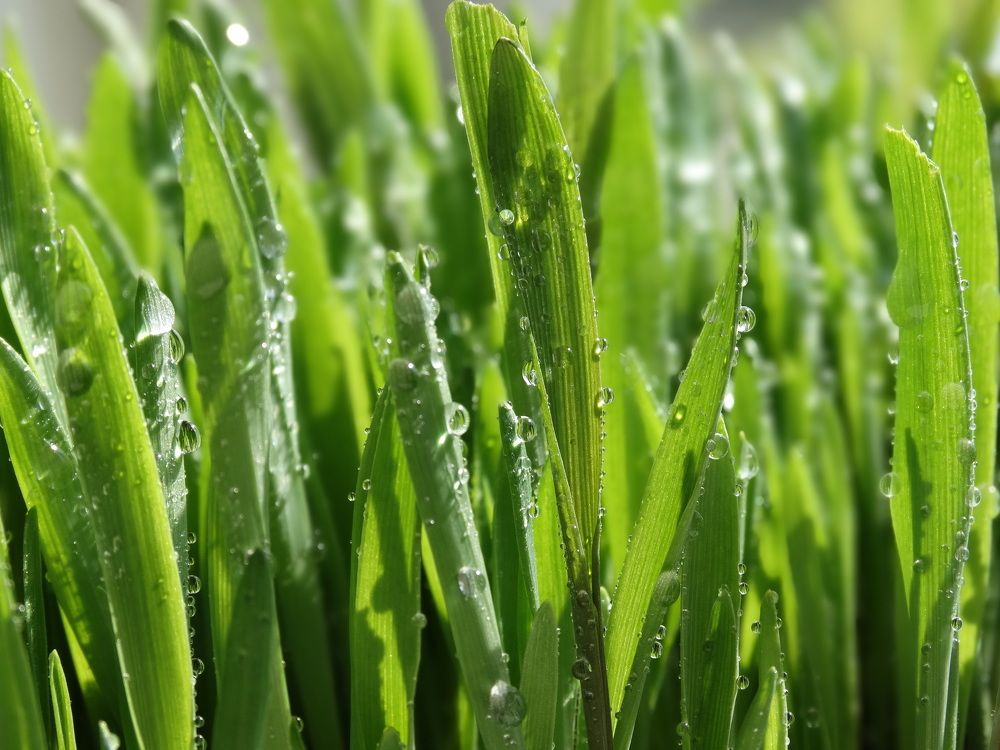 Photograph by Ирина Половцева