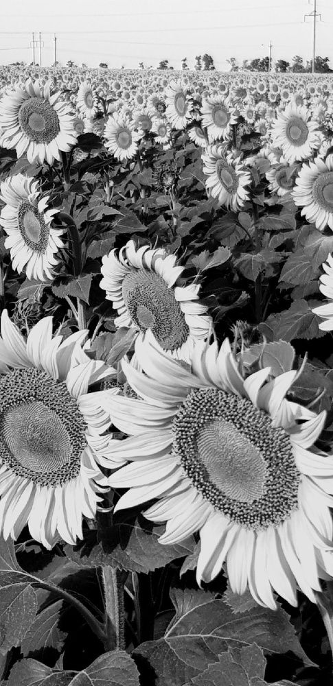 Фотография автора Ольга Мусина