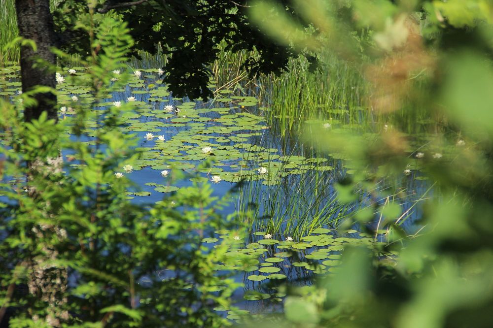 Photograph by Александр Алабушев