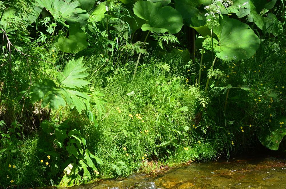Сахалинское высокотравье