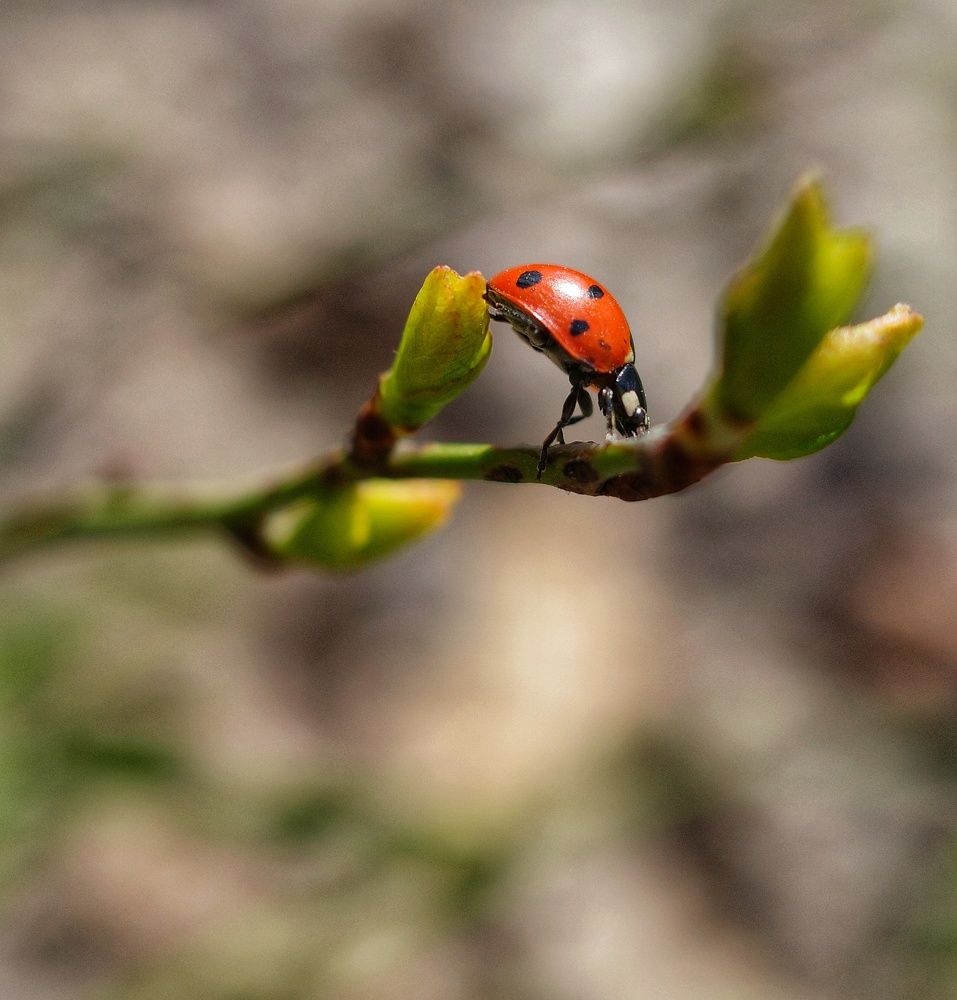 Photograph by Алла Никушкина