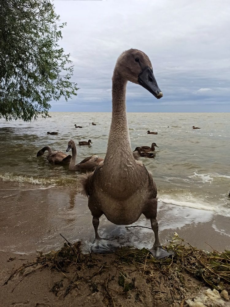 Маленький лебедь