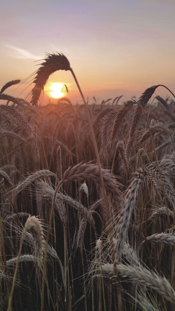 В поле на закате..