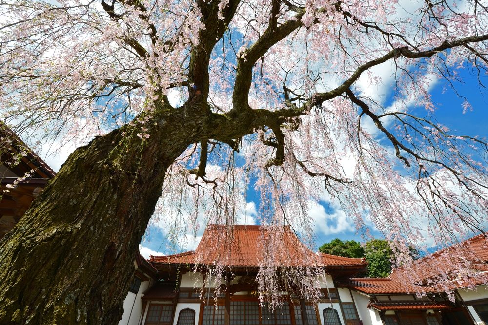 Photograph by Ohta Sigeki