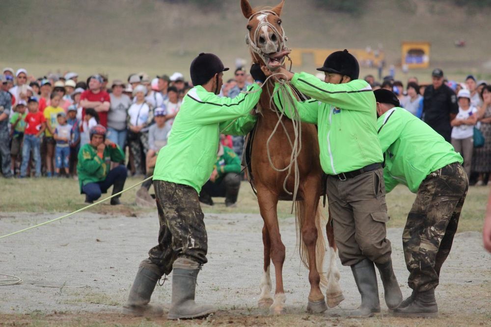 Под узду не хочу!!!