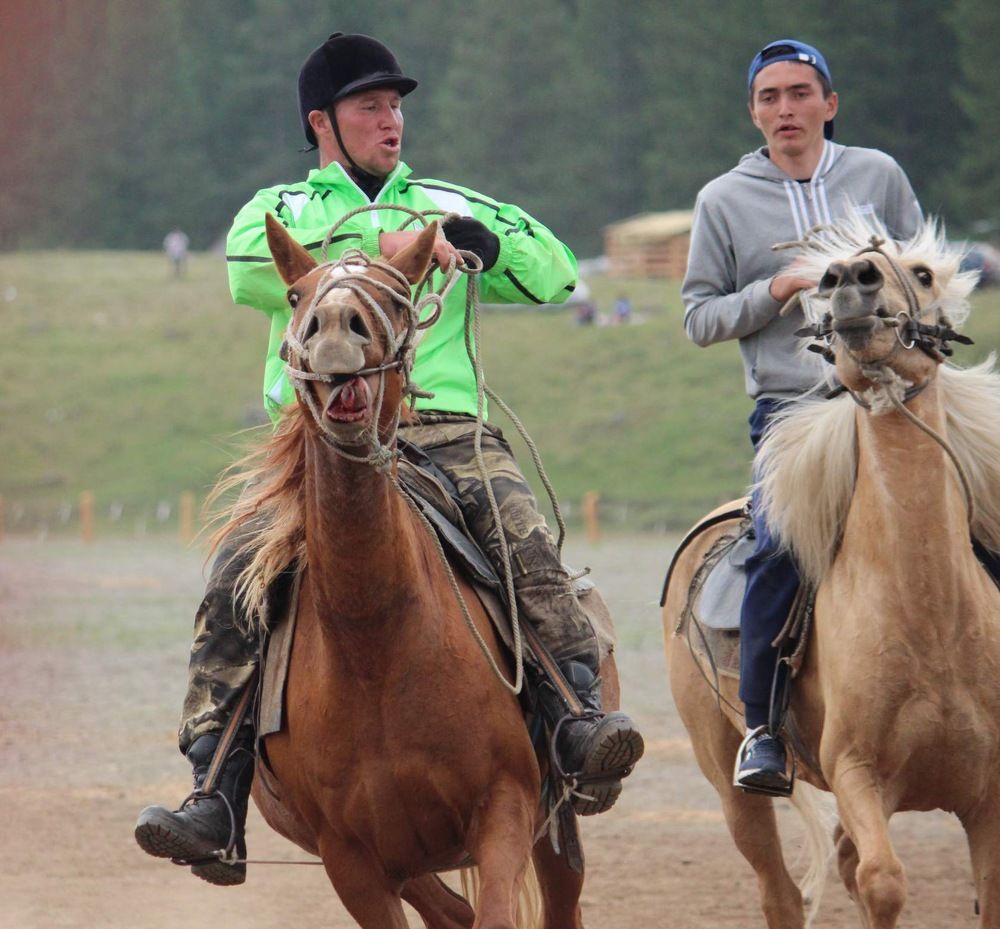 Объездка лошадей