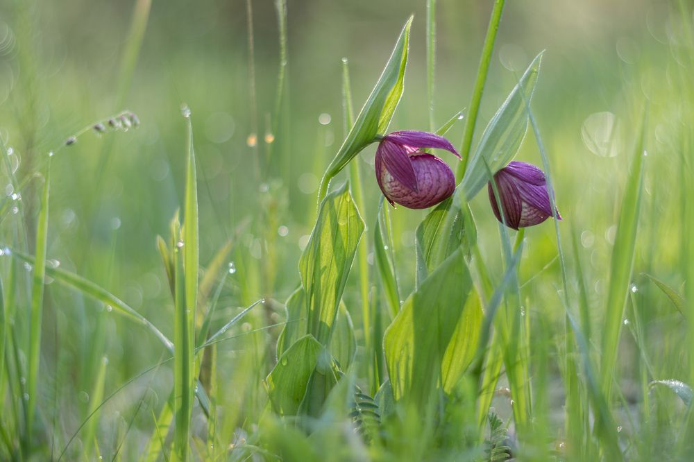 Венерины башмачки