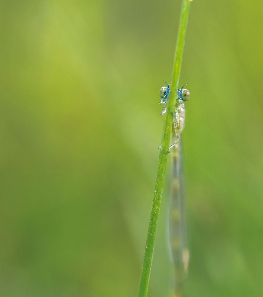 Спряталась