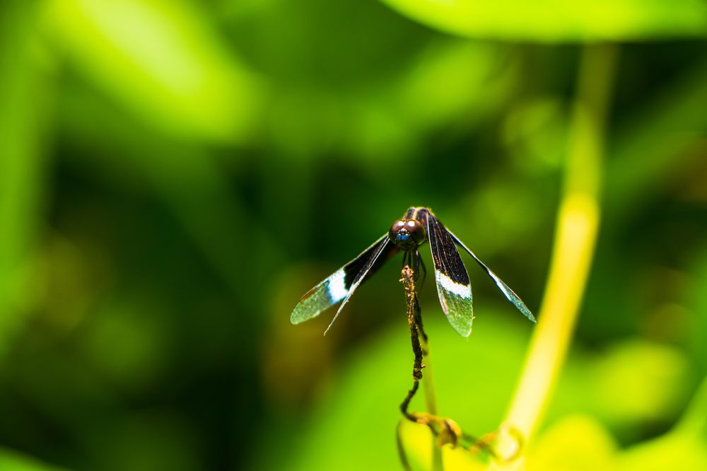 Neurothemis Tullia