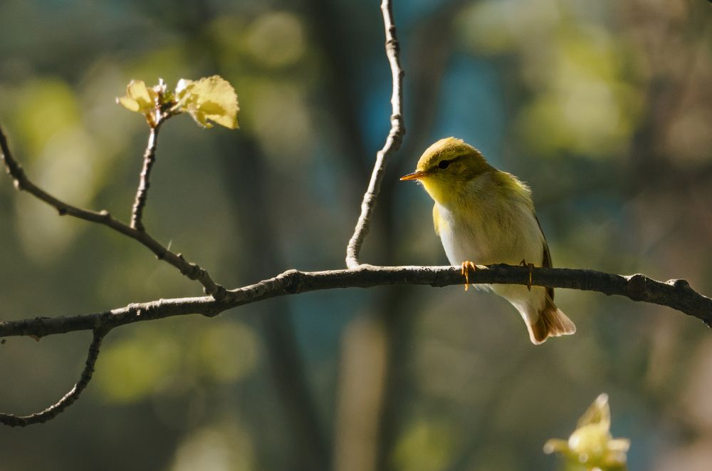 Photograph by Виталий Богачев