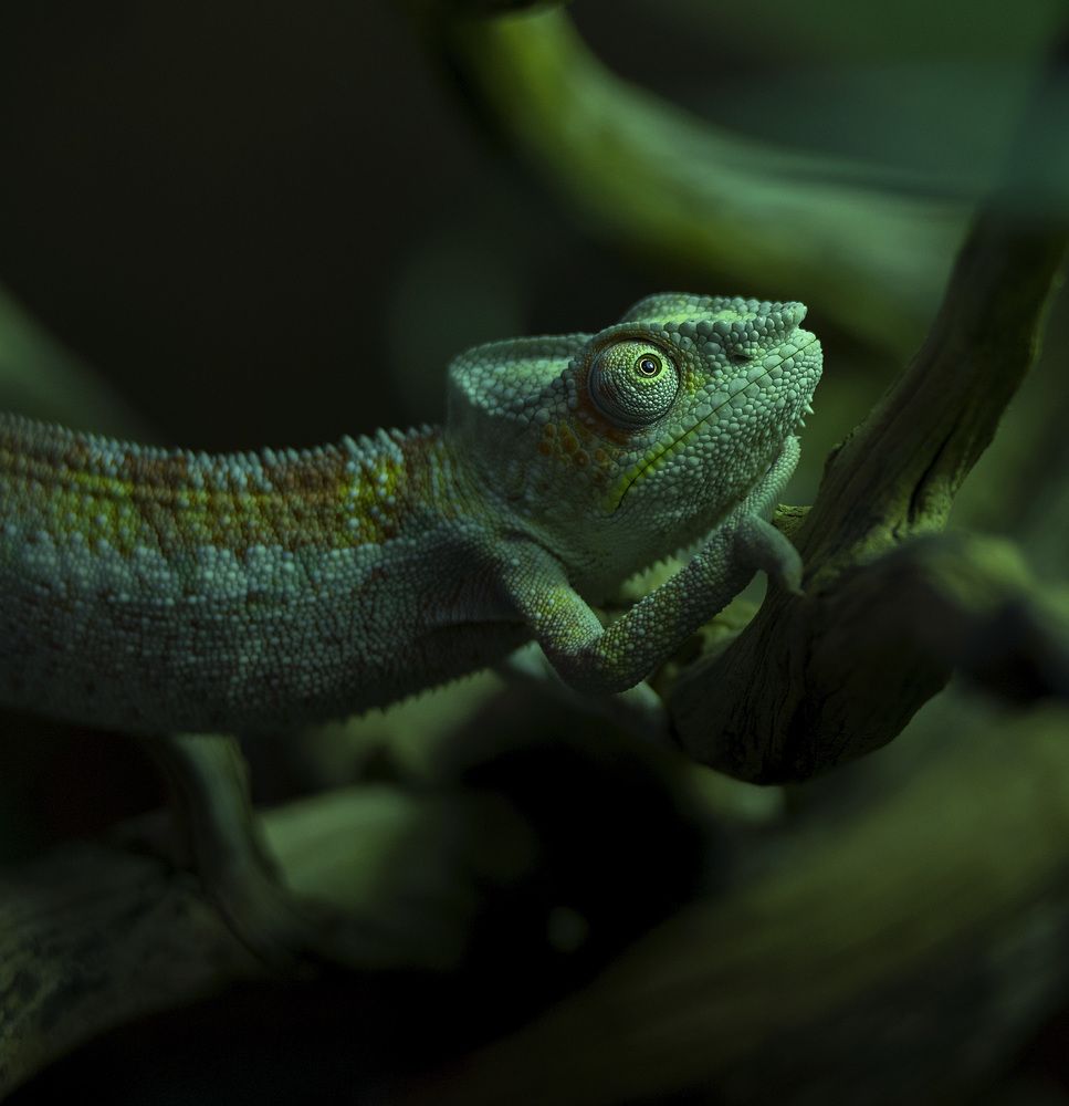 Photograph by Анатолий Макоедов