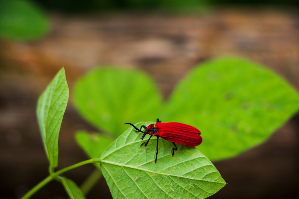 Net-Winged Beetle