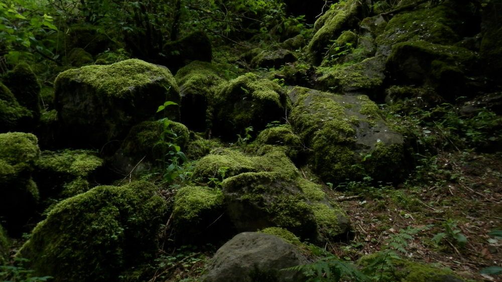 Фотография автора Mariami Sanishvili