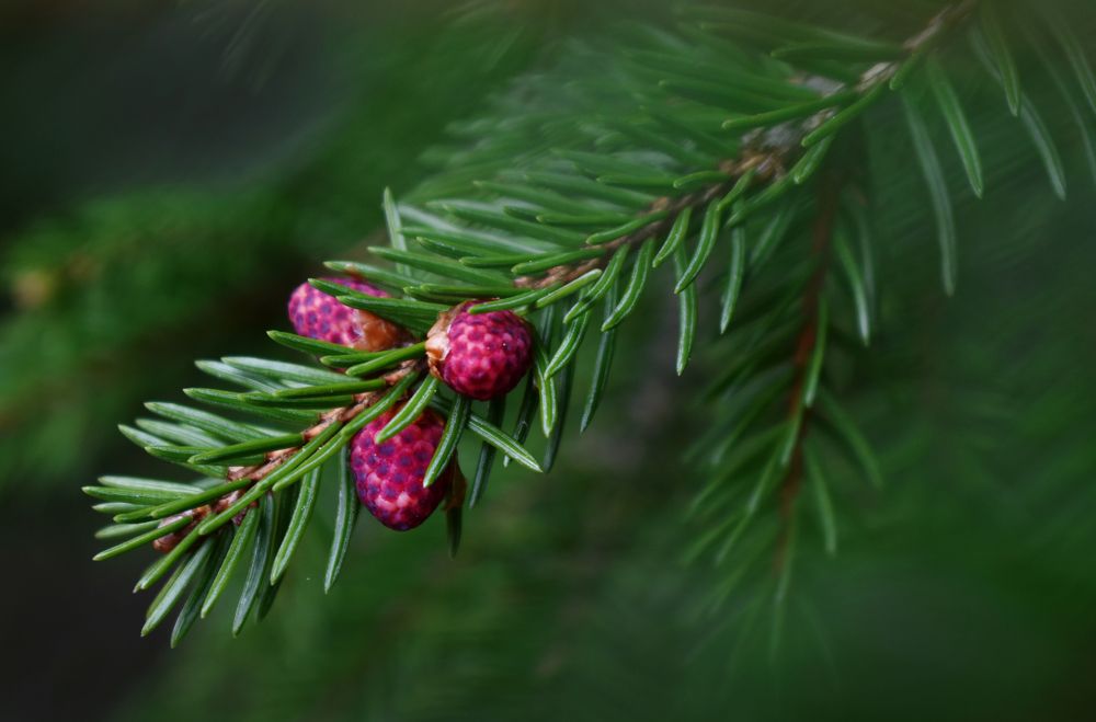 Photograph by Aušrinė Bui