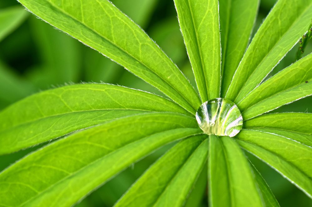 Photograph by Aušrinė Bui