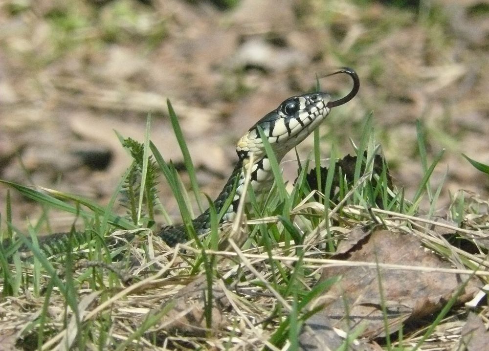 Photograph by леонид натапов