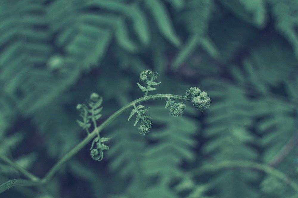 Photograph by Светлана Кочнева