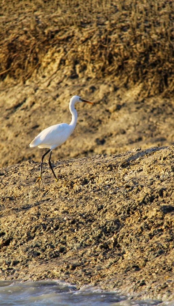 Фотография автора Soheyla Emamian