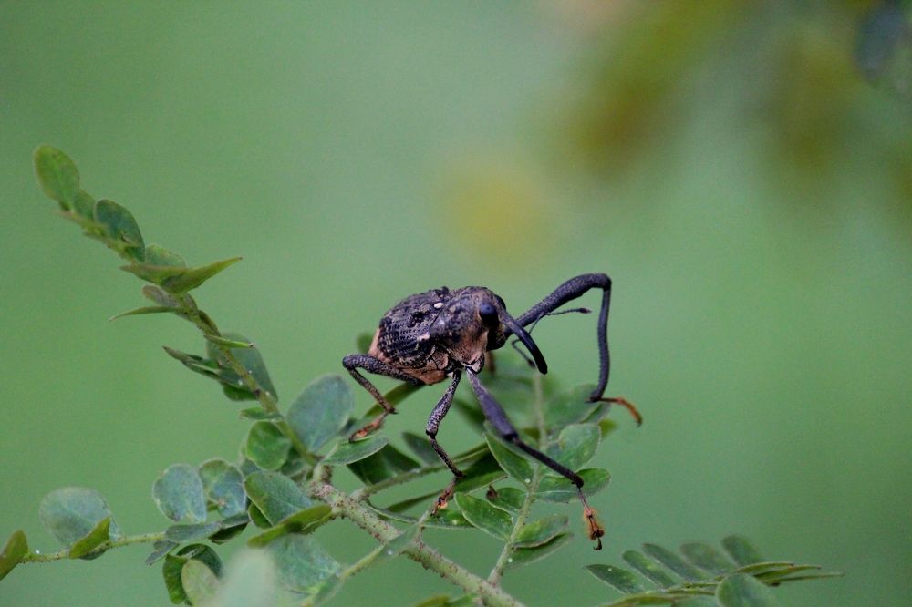 Photograph by Oscar Toyofuku