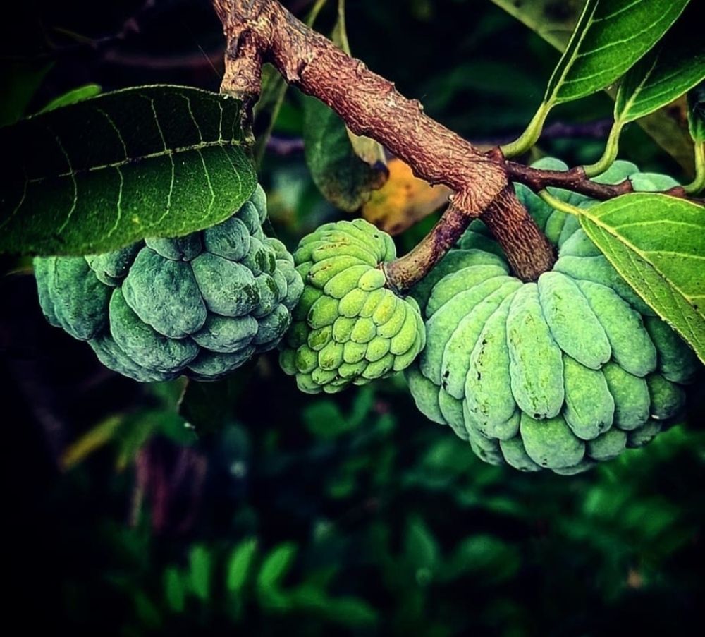 Photograph by S.Pavithra