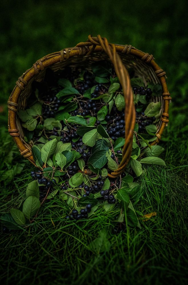 Photograph by Дина Чаица