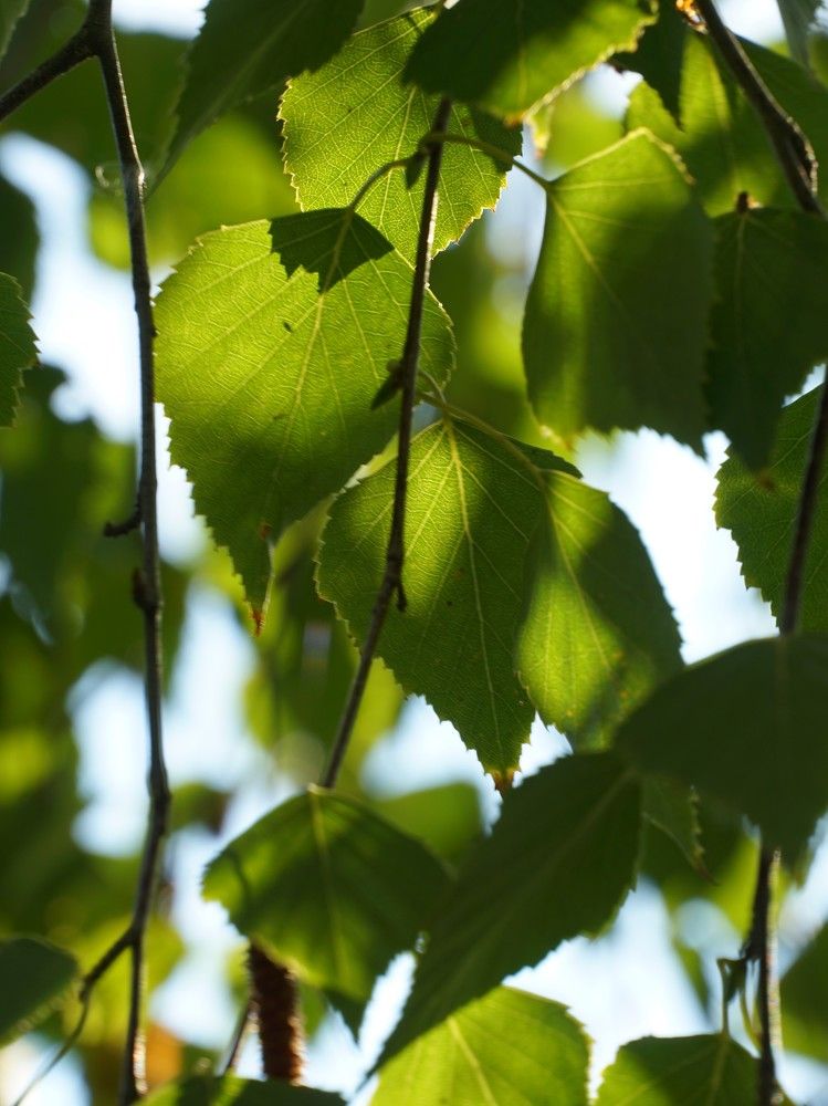 Photograph by Elena Budycheva