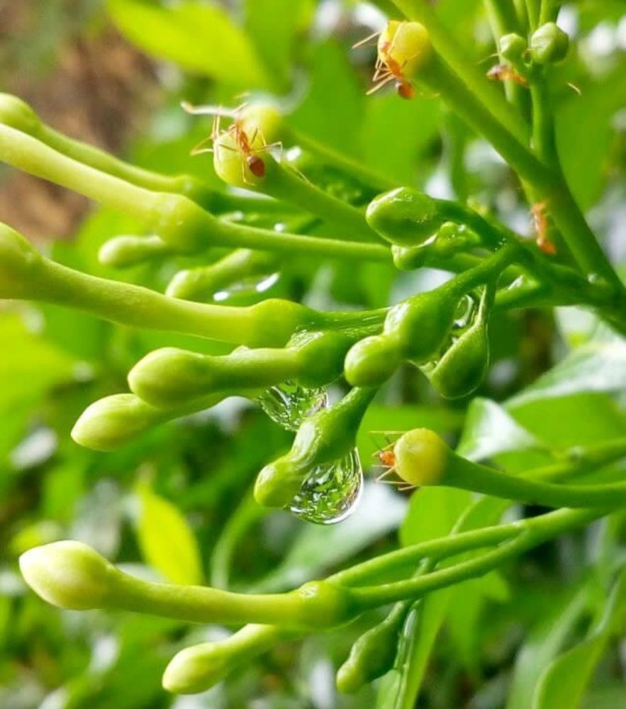 Photograph by S.Pavithra