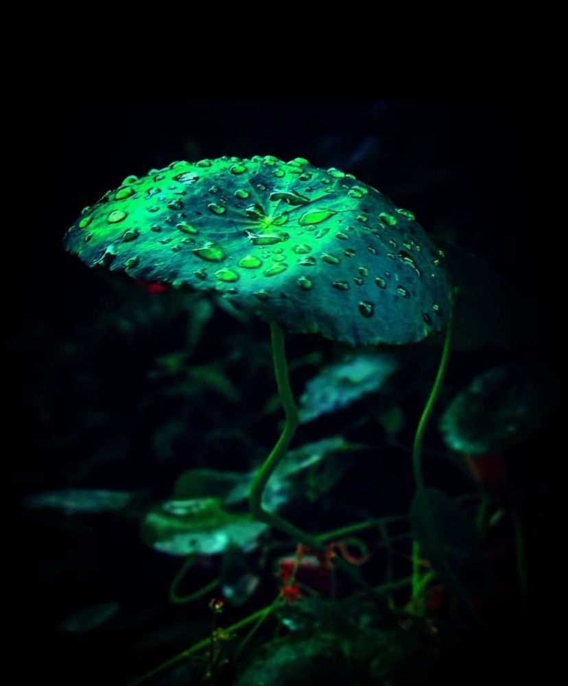 Photograph by S.Pavithra