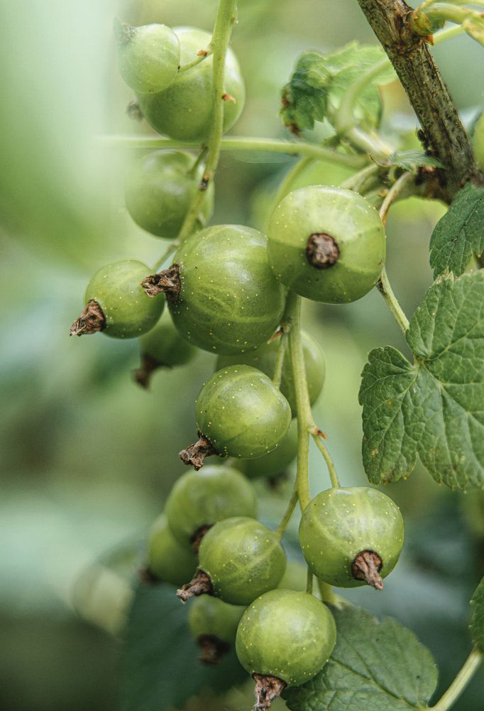 Гроздья смородины