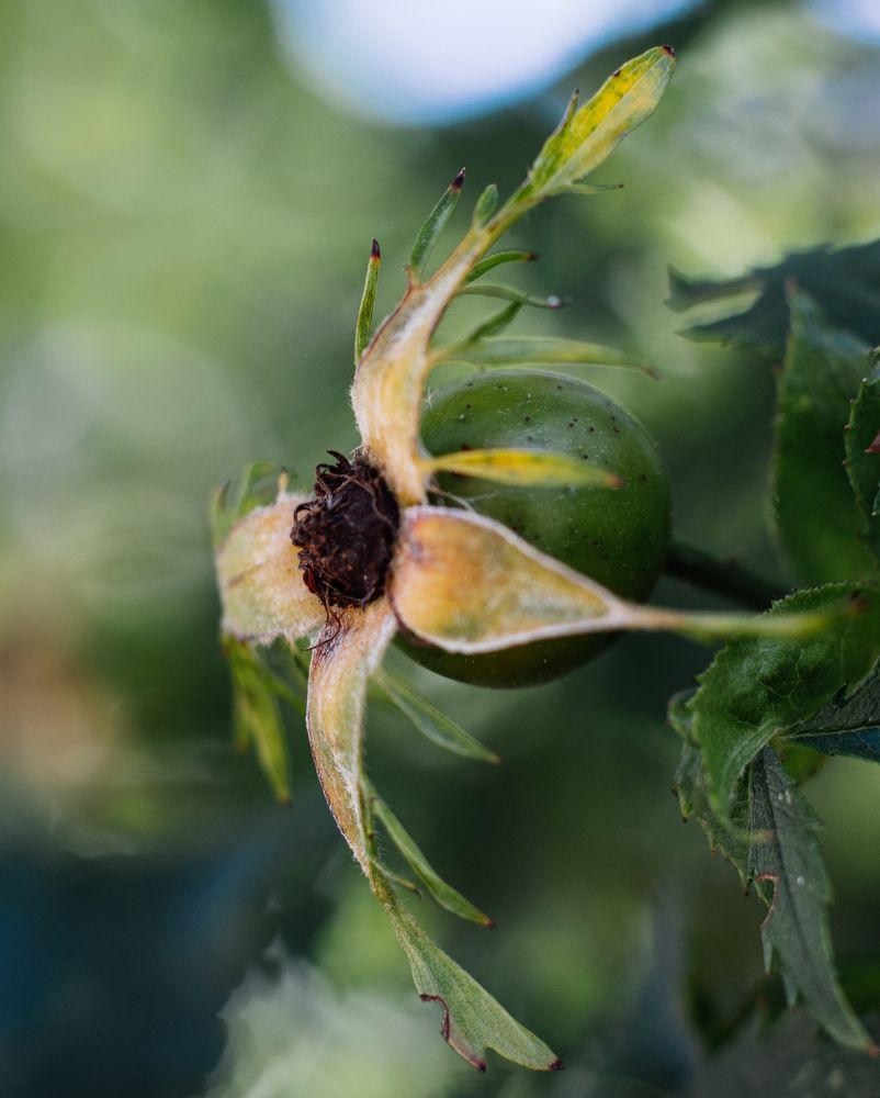 Зеленый шиповник