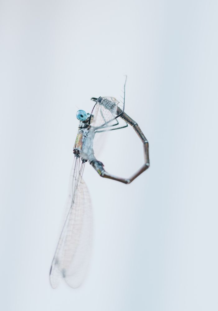 Стрекоза и паутина