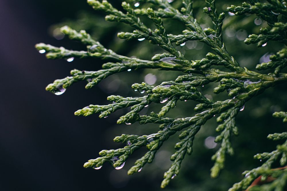 После дождя